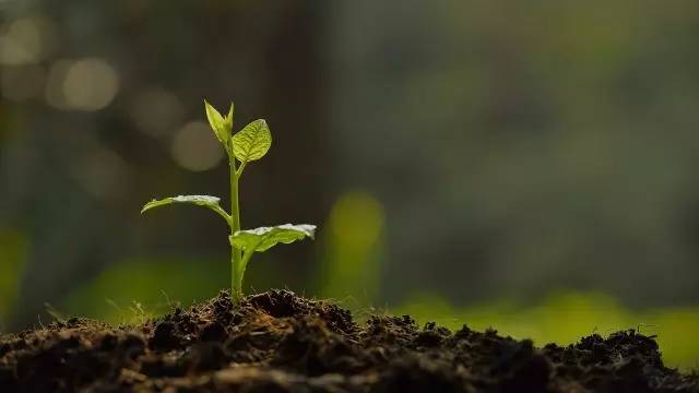 最新草榴,最新草榴，生态恢复的新希望