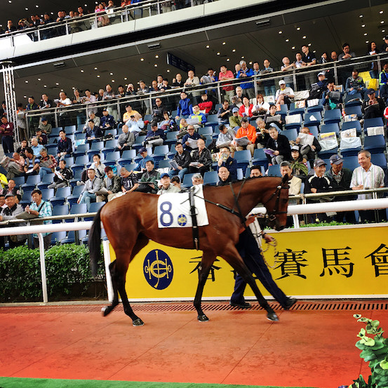 香港马买马网站www,香港马买马网站——赛马运动的数字化前沿